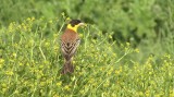 Video of Black-headed Bunting - Black-headed Bunting in very hot summer with water